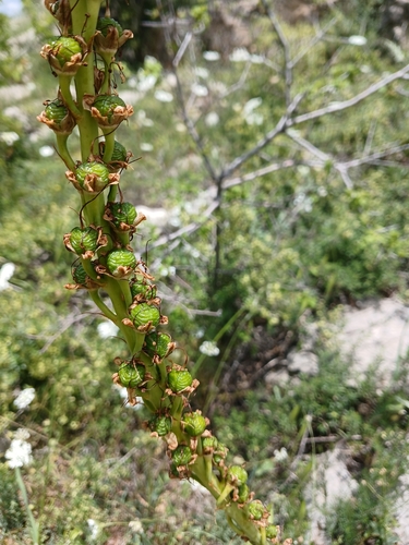 Eremurus spectabilis, photograph 3