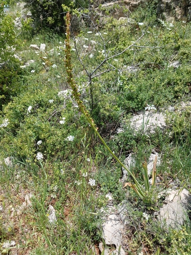 Eremurus spectabilis, photograph 4