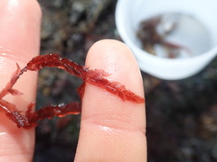 Cumathamnion decipiens
