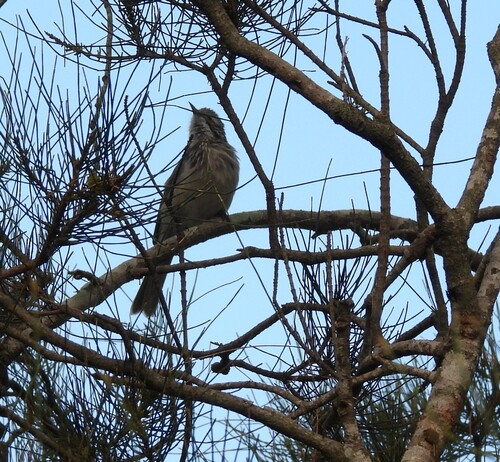 Striped Honeyeater (Plectorhyncha lanceolata), photo 5