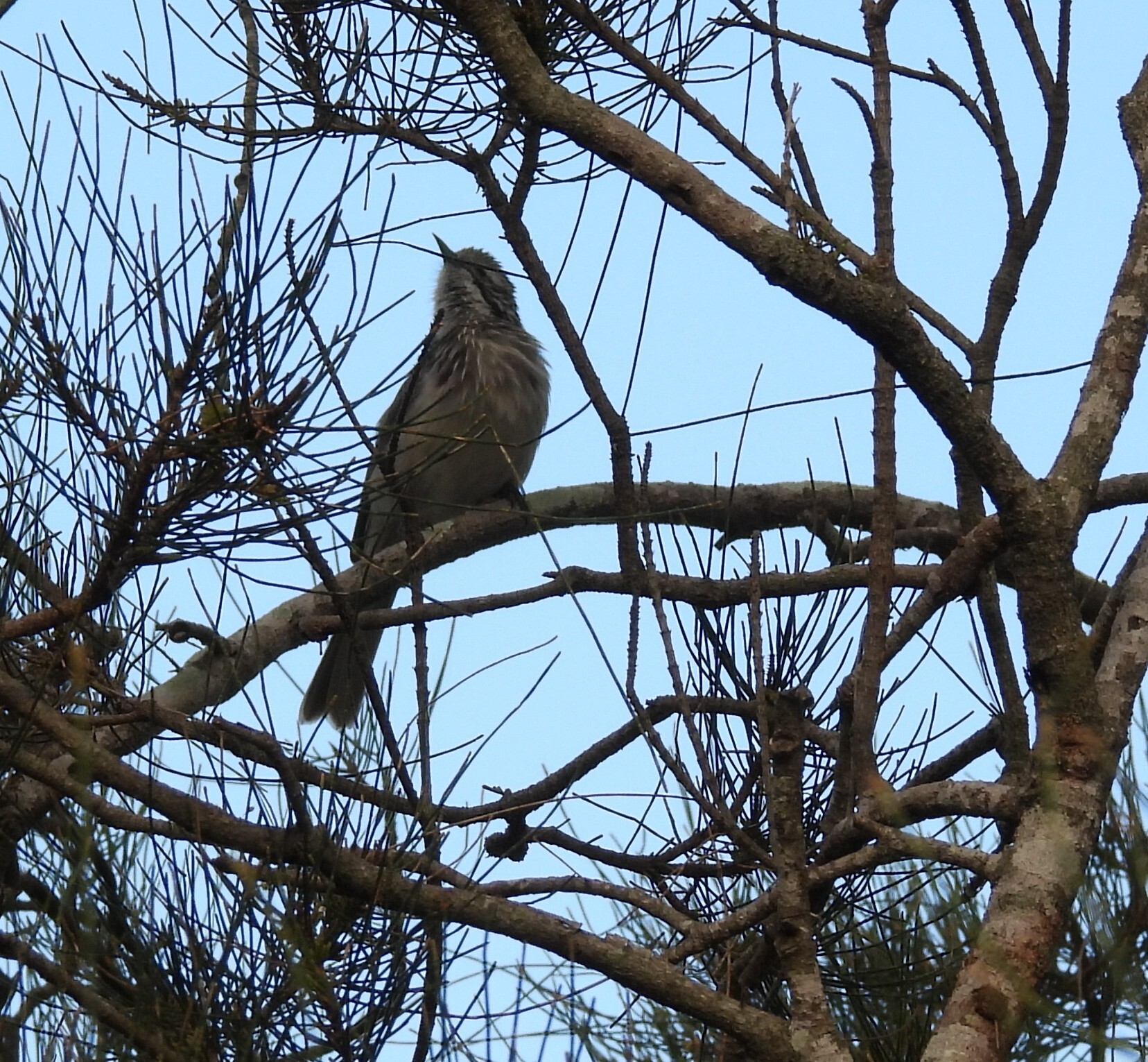Striped Honeyeater (Plectorhyncha lanceolata), photo 5