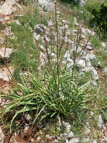 Asphodelus ramosus, photograph 5