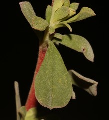 Hermannia ternifolia