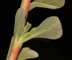 Hermannia ternifolia