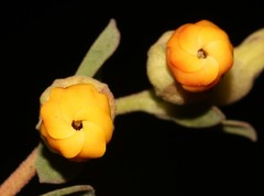 Hermannia ternifolia