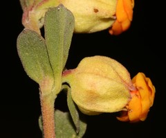 Hermannia ternifolia