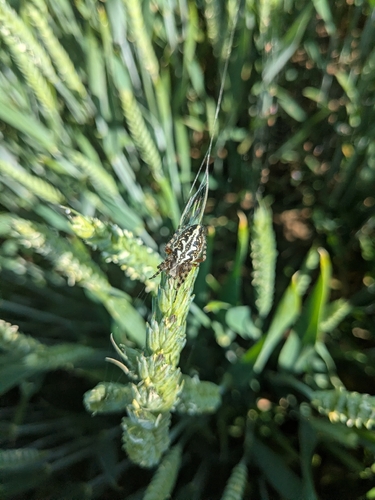 Oak Spider
