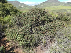 Arctostaphylos morroensis