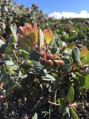 Arctostaphylos morroensis