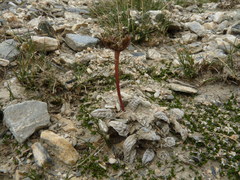 Anisotome lanuginosa