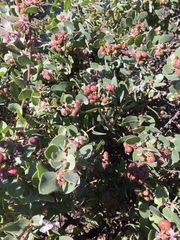 Arctostaphylos morroensis