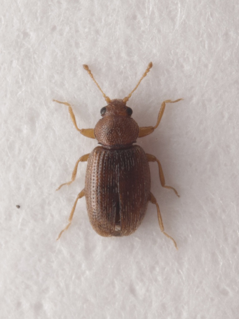 Corticarina curta