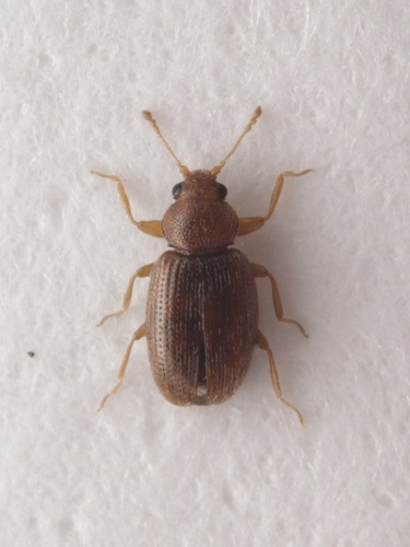 Corticarina curta