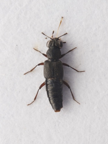 Rove beetle
