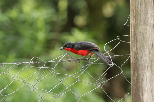 iNaturalist image