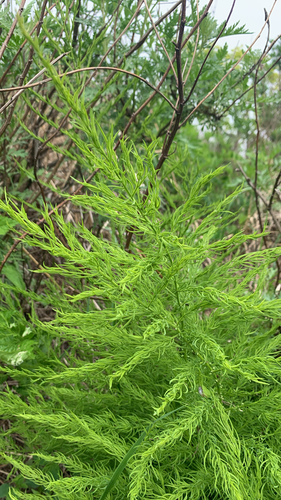 Asparagus schoberioides iNat (3)