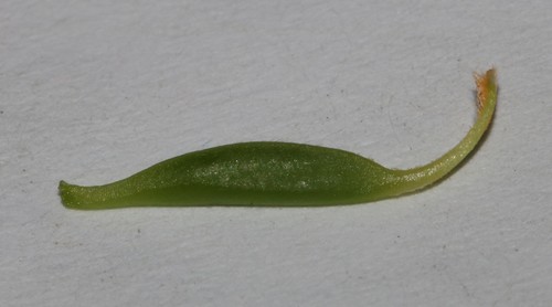 Image of Trifling Bubblepod (Lessertia miniata) by (c) Brian du Preez, some rights reserved (CC BY-SA)