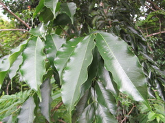 Zanthoxylum setulosum