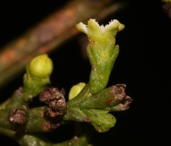 Thesium commutatum