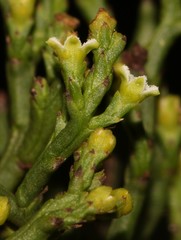 Thesium commutatum