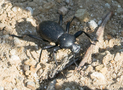 Coelocnemis
