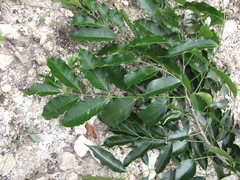 Zanthoxylum setulosum