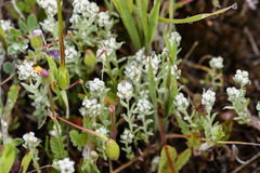 Micropus californicus