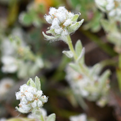 Micropus californicus