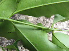 Zanthoxylum setulosum