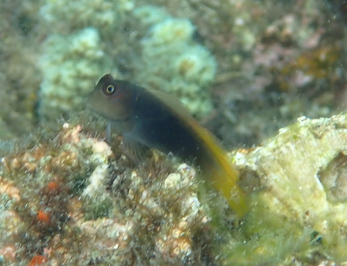 Cirripectes filamentosus observed 2026-05-08
