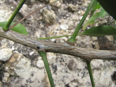 Zanthoxylum setulosum