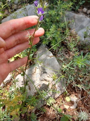 Legousia falcata, photograph 1