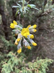 Piptanthus nepalensis