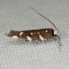 Stagmatophora