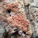 Marchandiomyces corallinus - Photo (c) Neal Kelso, algunos derechos reservados (CC BY), subido por Neal Kelso