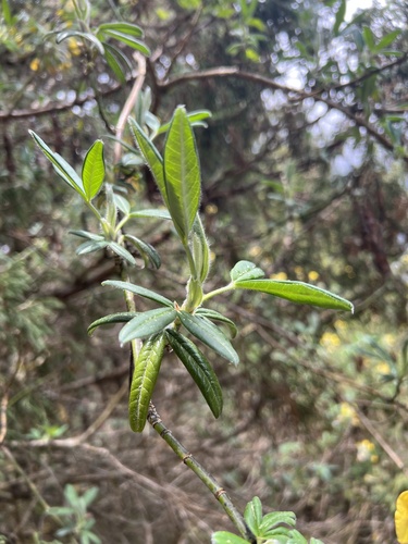 Piptanthus nepalensis, photograph 2