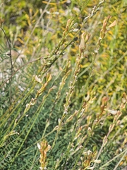 (c) Aubin NORMAND, some rights reserved (CC BY) Onobrychis saxatilis, photograph (c) Aubin NORMAND, some rights reserved (CC BY)