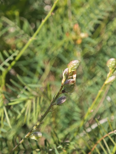 Onobrychis saxatilis, photograph 6