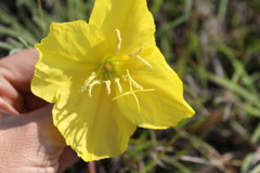Oenothera coryi