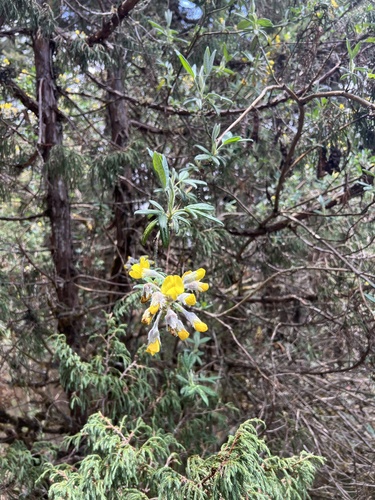 Piptanthus nepalensis, photograph 3