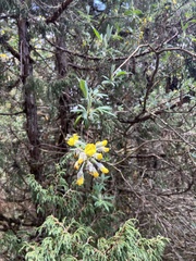 author not stated, no rights reserved Piptanthus nepalensis, photograph author not stated, no rights reserved
