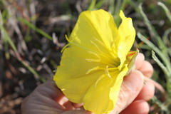 Oenothera coryi