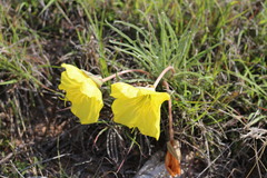 Oenothera coryi