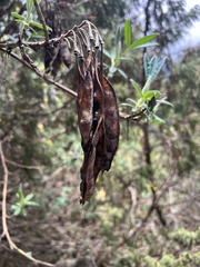 author not stated, no rights reserved Piptanthus nepalensis, photograph author not stated, no rights reserved