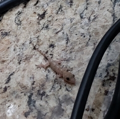 Hemidactylus mabouia