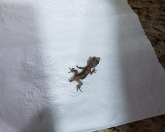 Hemidactylus mabouia