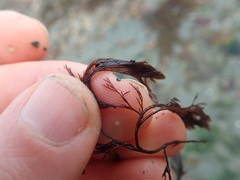 Microcladia borealis