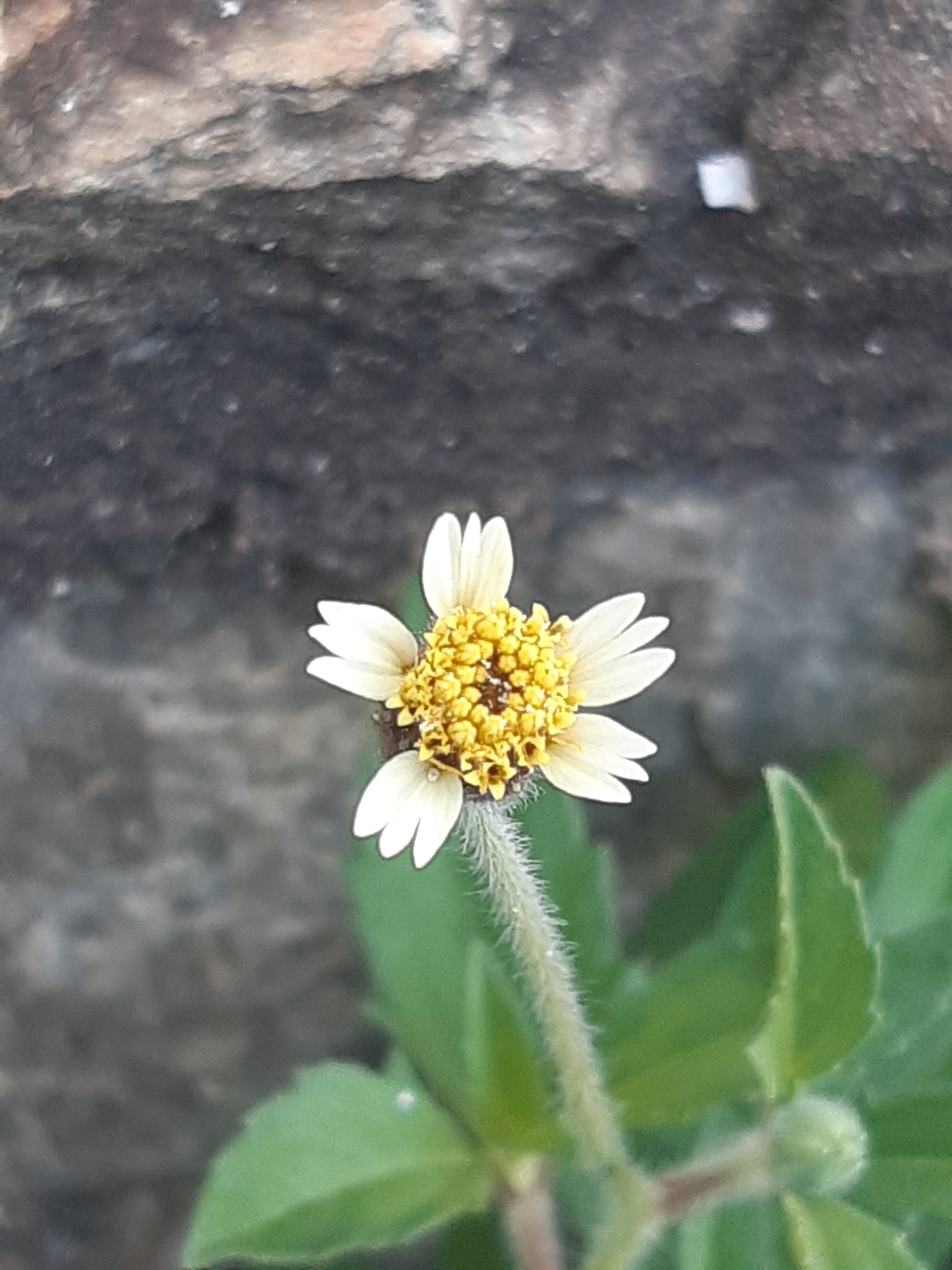 Tridax procumbens
