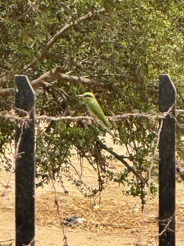 African Green Bee-eater