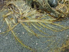 Desmarestia herbacea